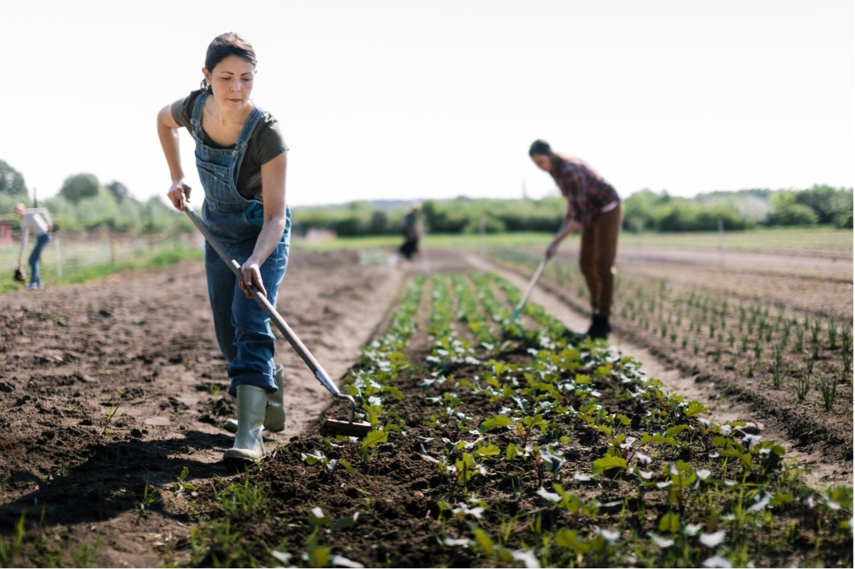 Woman farming in field.